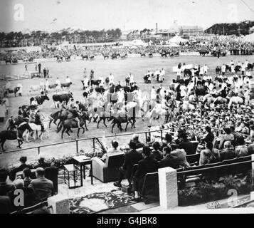 **aus Kontakt mit niedriger Auflösung gescannt** Tiere passieren auf der Royal Show 1954 in Invercargill vor der Royal Box. Stockfoto