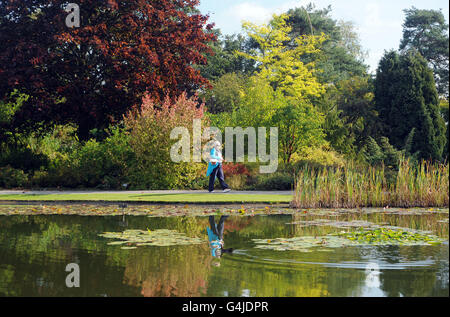 Die Farben des frühen Herbstes sind in Burnby Hall Gardens, Pocklington, East Yorkshire, zu sehen. Stockfoto