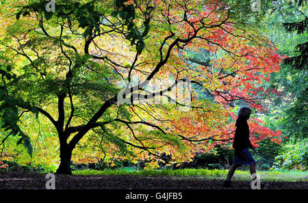 Eine Person geht an den Bäumen im Westonburt Arboretum, in der Nähe von Tetbury, Gloucestershire, vorbei, wo die Blätter beginnen, sich in ihre Herbstfarben zu ändern. Stockfoto