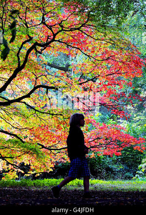 Eine Person geht an den Bäumen im Westonburt Arboretum, in der Nähe von Tetbury, Gloucestershire, vorbei, wo die Blätter beginnen, sich in ihre Herbstfarben zu ändern. Stockfoto