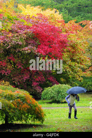 Eine Person, die einen Regenschirm hält, geht an den Bäumen im Westonburt Arboretum, in der Nähe von Tetbury, Gloucestershire, vorbei, wo die Blätter beginnen, ihre Herbstfarben zu ändern. Stockfoto