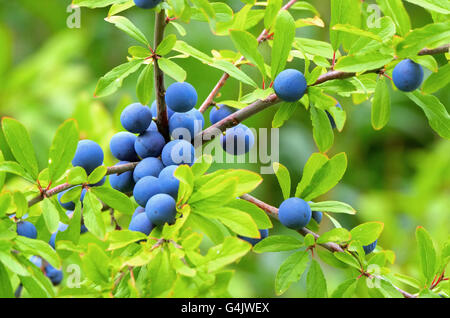 Schlehe - Schlehe 03 Stockfoto