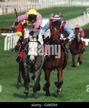 Cheltenham/Call Equiname Stockfoto