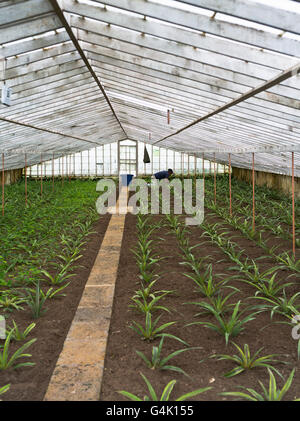 dh Faja de Baixo Gewächshaus SAO MIGUEL INSEL AZOREN Arbeit Unkraut in Arruda Pineapple Plantation Glashaus Arbeiter Pflanzen acores Stockfoto