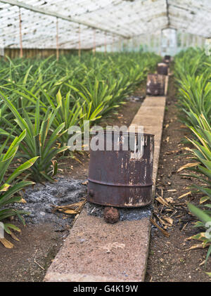 dh Faja de Baixo SAO MIGUEL INSEL AZOREN Feuer Rauch reifer Ernte Arruda Pineapple Plantation Gewächshausanlagen Stockfoto