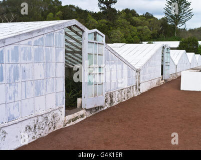 dh Faja de Baixo weißes Glashaus SAO MIGUEL INSEL AZOREN Arruda Pineapple Plantation Haus Außen acores Gebäude Stockfoto