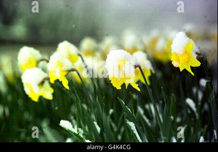 Daffodils Biegung unter dem Gewicht des Schnees in einem Feld an den schottischen Grenzen. Teile von Großbritannien werden bei Temperaturen knapp über dem Gefrierpunkt erschauern, während Schnee und winterliche Regenschauer über das Land ziehen. Ein plötzlicher Kälteeinbruch hat den größten Teil Schottlands mit Schnee überzogen. * und Wetterexperten sagen voraus, dass es bis zum Ende des Tages nach Südbritanien hinabfegen könnte. Stockfoto