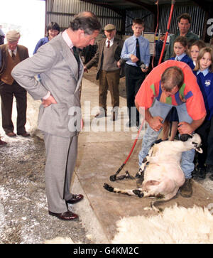 Prinz Charles/Schafschur Stockfoto