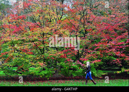 Eine Person geht am Westonburt Arboretum an einem Vollmondahorn vorbei, wo Bäume beginnen, ihre Herbstfarben zu zeigen. Stockfoto