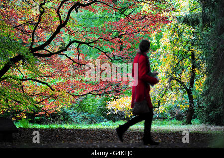 Eine Person geht an einem Acer palmatum s. Matsumarae, im Westonburt Arboretum, wo die Bäume beginnen, ihre Herbstfarben zu zeigen. Stockfoto