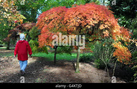 Eine Person geht vorbei an einem Schnitt blättrigen japanischen Ahorn am Westonburt Arboretum, wo Bäume beginnen, ihre Herbstfarben zu zeigen. Stockfoto