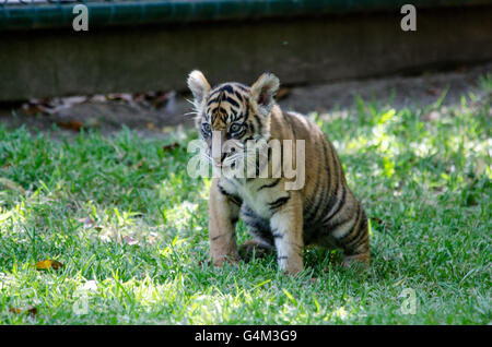 Drei Monate alt Sumatra Tiger Cub spielen auf der Wiese im Australia Zoo Stockfoto