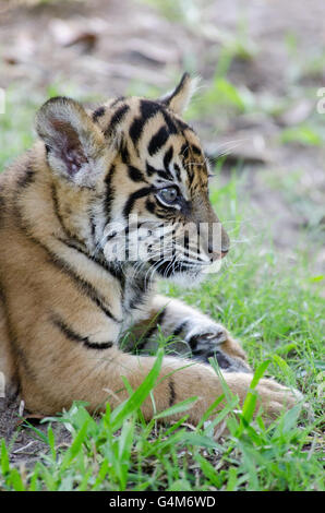 Drei Monate alt Sumatra Tiger Cub spielen auf der Wiese im Australia Zoo Stockfoto