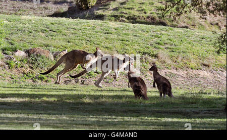 Kängurus vor dem Government House in Canberra, während Queen Elizabeth II. Und der Duke of Edinburgh am zweiten Tag ihres 11-tägigen Besuchs das Gelände besichtigen. Stockfoto