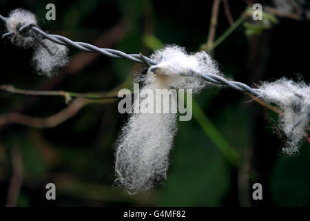 Schafwolle gefangen auf Stacheldraht, Portmellon, Cornwall. Stockfoto