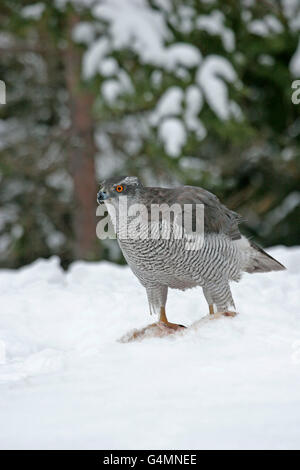 Habicht Accipiter Gentilis, einzelne Erwachsenfrau auf Beute im Schnee. Februar genommen. S.e. Finnland. Stockfoto