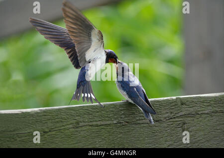 Rauchschwalbe Hirundo Rustica, alleinstehenden jungen auf Zaun füttert.  Juni getroffen.  Minsmere, Suffolk, UK. Stockfoto