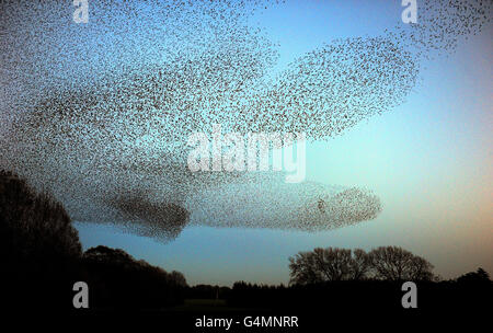 Stare in Gretna Stockfoto