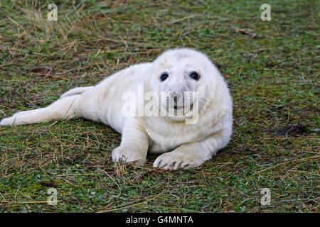 Grau-Dichtung, Halichoerus Grypus, einzelne Welpen ruht auf dem Rasen. November getroffen. North Lincolnshire, UK Stockfoto