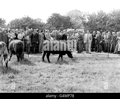 König George VI, Prinzessin Elizabeth und Prinzessin Margaret, mit Bauerndelegierten an der Internationalen Konferenz der landwirtschaftlichen Produzenten, inspizieren einige der Königskinder auf der Royal Farm, Windsor. Stockfoto