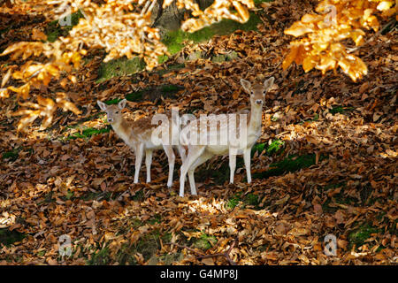 Damwild, Dama Dama, einzigen erwachsenen Weibchen und Reh im Wald stehen.  November getroffen. Knole Park, Kent, UK. Stockfoto