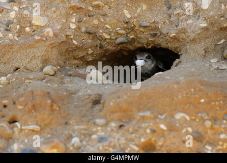 Sand Martin Riparia Riparia, alleinstehende Erwachsene am Eingang des Nest Loch mit Fäkalien Sac. Aufgenommen August, Essex, UK Stockfoto