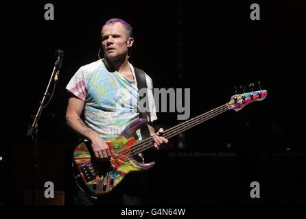 Floh der Red Hot Chili Peppers bei einem Soundcheck in der Ulster Hall in Belfast Stockfoto