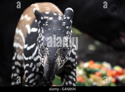 Die 3 Wochen alte malaiische Tapir Nadira wirft einen ersten Blick auf ihr neues Gehege im Edinburgh Zoo. Stockfoto