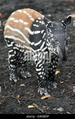 Die 3 Wochen alte malaiische Tapir Nadira wirft einen ersten Blick auf ihr neues Gehege im Edinburgh Zoo. Stockfoto