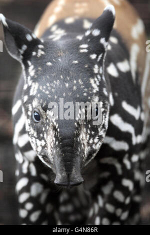 Baby-Tapir im Zoo von Edinburgh Stockfoto