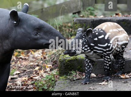 Die 3 Wochen alte malaiische Tapir Nadira wirft einen ersten Blick auf ihr neues Gehege im Edinburgh Zoo mit ihrer Mutter Sayang. Stockfoto