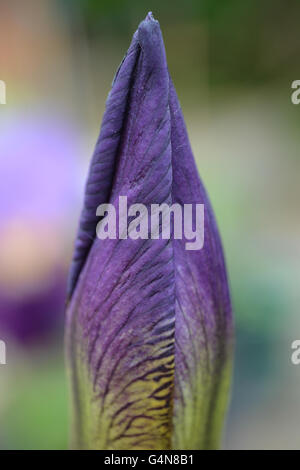 Geschlossenen Knospe der violetten Bartiris Stockfoto