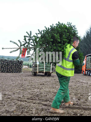 Ein Mitarbeiter der Eden Park Group Christmas Tree Farm in Insch, Aberdeen, trägt einen Weihnachtsbaum zu einem B&Q-Lastwagen, während der Einzelhändler für Baumärke und Gartencenter an diesem Wochenende 320,000 echte Weihnachtsbäume liefert. Stockfoto