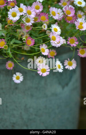 Erigeron Karvinskianus Gänseblümchen in einem Sommer-container Stockfoto