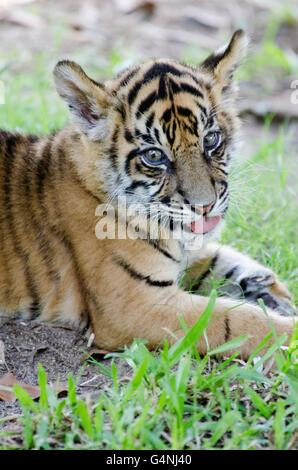 Drei Monate alt Sumatra Tiger Cub spielen auf der Wiese im Australia Zoo Stockfoto