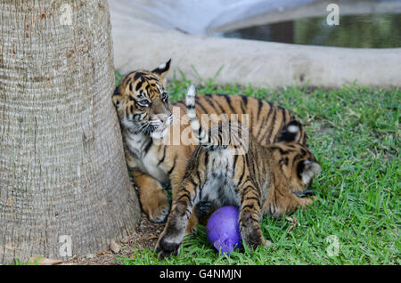Zwei drei Monate alt Sumatra Tiger Cub spielen auf der Wiese im Australia Zoo Stockfoto