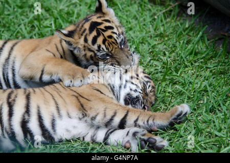 Zwei drei Monate alt Sumatra Tiger Cubs spielen auf der Wiese im Australia Zoo Stockfoto