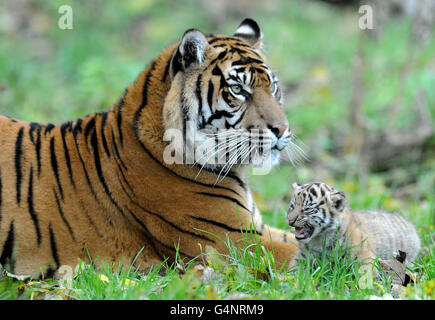 Sumatran Tiger Kirana mit einem ihrer drei Jungen als Youngster macht seinen ersten öffentlichen Auftritt im Chester Zoo. Stockfoto