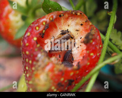 zerstörten Garten Erdbeeren gegessen durch Schädlinge Stockfoto