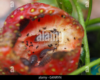 zerstörten Garten Erdbeeren gegessen durch Schädlinge Stockfoto