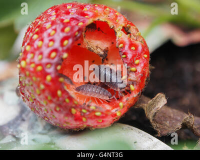 zerstörten Garten Erdbeeren gegessen durch Schädlinge Stockfoto