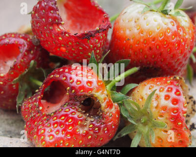 zerstörten Garten Erdbeeren gegessen durch Schädlinge Stockfoto