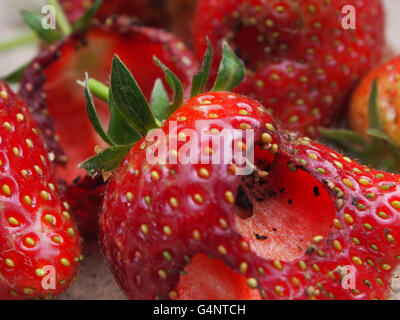 zerstörten Garten Erdbeeren gegessen durch Schädlinge Stockfoto