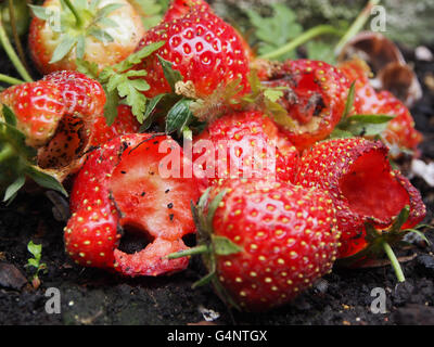 zerstörten Garten Erdbeeren gegessen durch Schädlinge Stockfoto