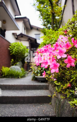 Azalee am Eingang des japanischen Haus in Shibuya Bereich Stockfoto