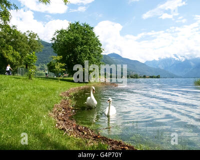 Comer See, Italien. 18. Juni 2016. 18 Juni: Überschwemmung des Comer Sees am Ufer von der Nordwestküste der Länder in Pianello Lario Dongo, Domaso. Nach heftigen Regenfällen, die der See gefüllt ist erreicht den Weg zum der Wasserbehörde. Einige Schwäne schwimmen, wo Sie in der Regel einen grünen Rasen finden. Bildnachweis: Mauro Piccardi/Alamy Live-Nachrichten Stockfoto