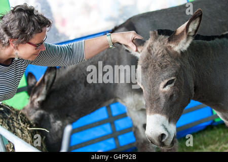 Birmingham, Vereinigtes Königreich. 19. Juni 2016.  Lady streicheln einen Esel auf Donkey Sanctuary stehen Credit: Steven Reh/Alamy Live News Stockfoto