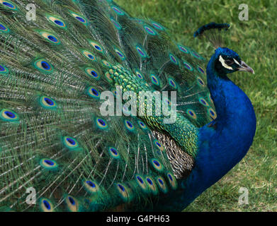 Blaue Pfauen im Zoo von Calgary Stockfoto