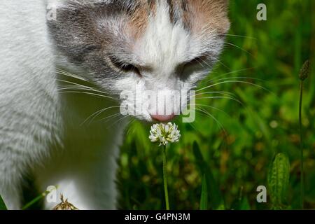 Eine süße weiße Katze, eine weiße Blume riechen Stockfoto