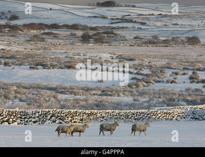 Winterwetter - 5. Dezember Stockfoto